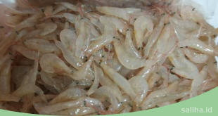 udang rebon