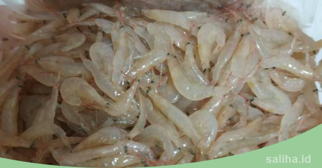 udang rebon