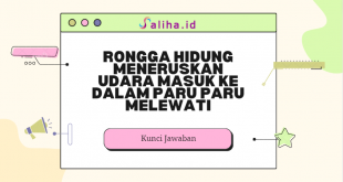 Rongga hidung meneruskan udara masuk ke dalam paru paru melewati