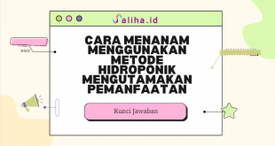 Cara menanam menggunakan metode hidroponik mengutamakan pemanfaatan