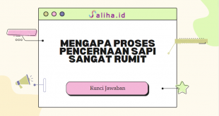 mengapa proses pencernaan sapi sangat rumit